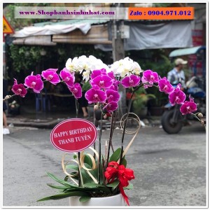 Hoa Tươi Tặng Khai Trương - OK66